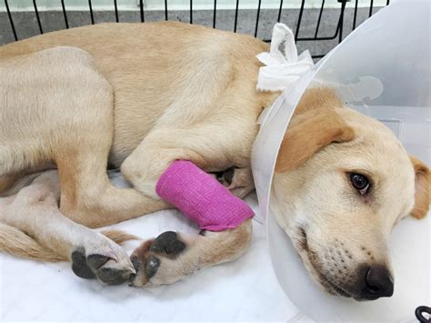  After surgery, your vet will monitor your puppy in the hospital for several days