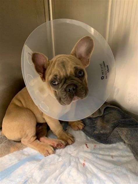  After the French bulldog rescue group arranged for a team of Chicago-area veterinarians to care for the ailing pups, Fasseas says she got busy reaching out to fellow animal welfare advocates, including designer Tinsley Mortimer, who serves on the PAWS board, and Chicago entrepreneur Scott Kluth, as well as Quigley and Duckworth