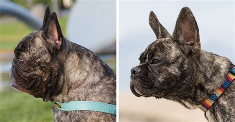  After the bullbaiting era of the French Bulldog, the breed became an attractive and sought-after pet in France, England, the United States, and other places around the world