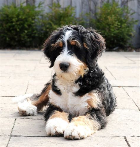  After years of breeding Bernese mountain dogs, Sherry Rupke of SwissRidge Bernedoodles wanted a way to make the purebreds more allergen-friendly and free from the health issues that plague the breed