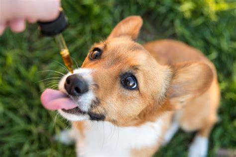  After you give a CBD treat to a dog or a cat, the animal can start feeling more relaxed in as little as 10 or 15 minutes