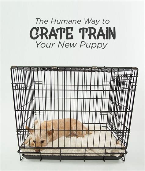 After your dog enters the crate, praise them, give them the treat and close the door