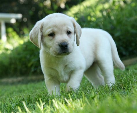  Again, these are only generalizations based on the data available about Labrador puppies, which means there will be exceptions