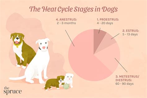  Age Female dogs are most fertile between the ages of 2 and 5 years old, and during this time, they are more likely to have larger litters