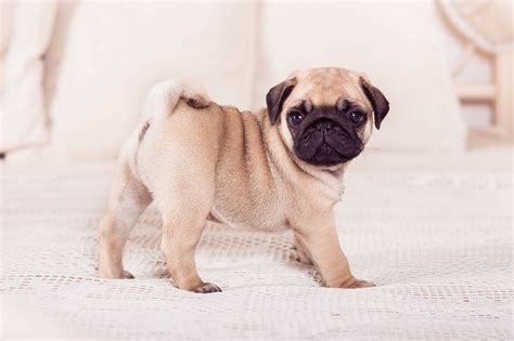  Age Three to Four Weeks Your little pug will really perk up when he hits three to four weeks old