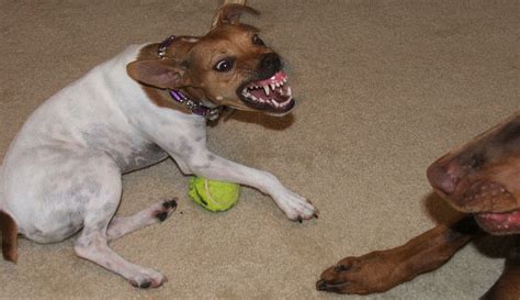  Aggression in dogs is almost always connected to an underlying issue