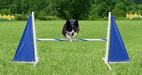  Agility, where a dog learns to run a designated course with tunnels, weave poles, dog walks, and teeter totters