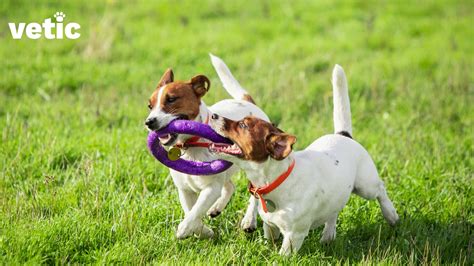  Aim for daily walks or playtime, and consider activities that involve the hind legs, such as running or jumping