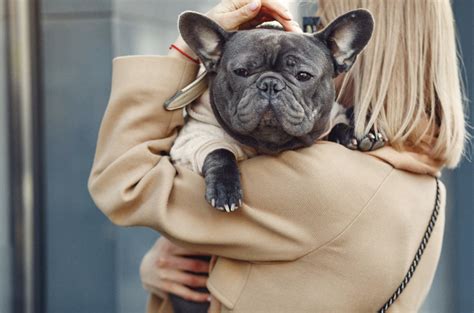  Air travel is not an option for brachycephalic breeds like Frenchies