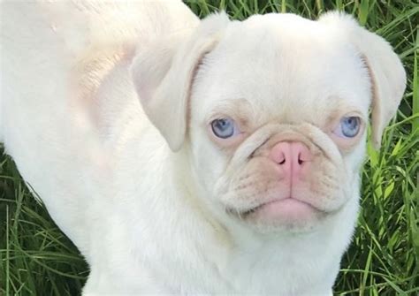  Albino Pug Pugs that suffer from albinism will have white coats