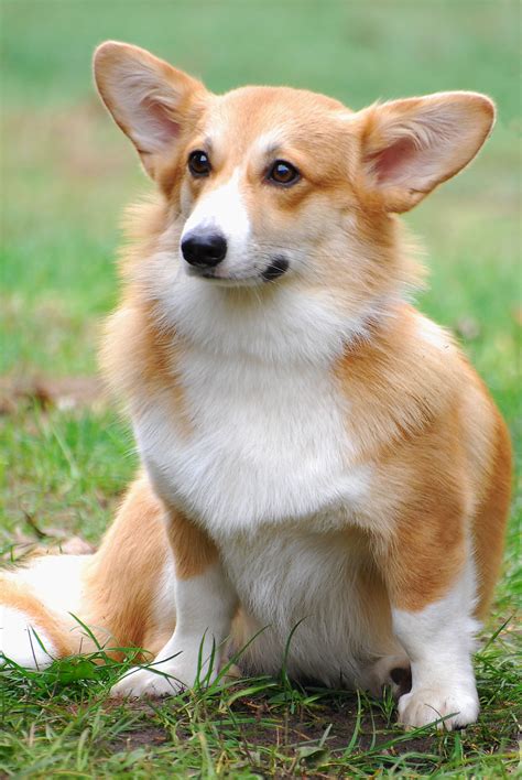  All Pembroke Welsh Corgi found here are from