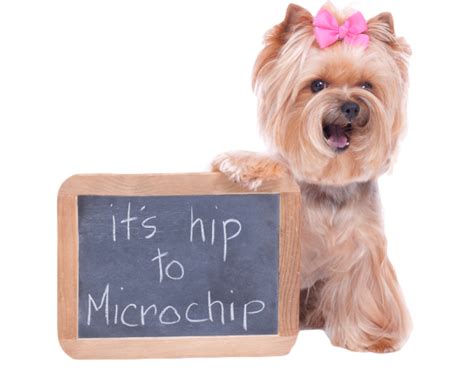  All Petland puppies are micro chipped! All micro chips are registered in the national database