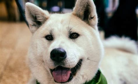  All about Akitas? Discover more amazing mutts with our list of Akita mixes