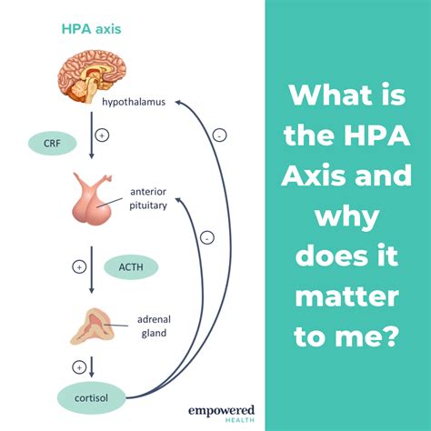  All adaptogens work to achieve homeostasis by regulating the HPA axis