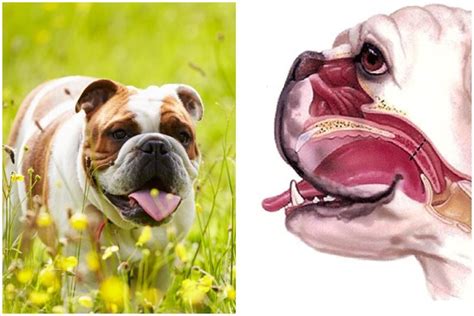  All brachycephalic dogs have compromised airways to some degree and many of them suffer severe symptoms