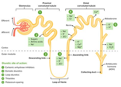  All diuretics increase the excretion of water from the body, although each class of diuretics does so in a distinct way employing different mechanisms of action