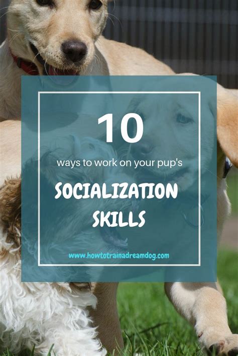  All dogs benefit from early, positive socialization so they can learn to work well with their owners and children, and this is true for an American bulldog, too