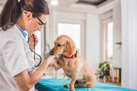  All dogs will need veterinary care at some point in their lives