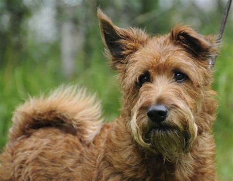  All four types trace their ancestry to Irish-origin terriers and English
