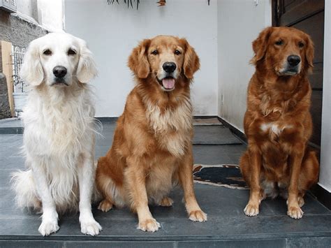  All goldens are energetic, but red Goldens in particular are full of energy