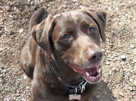  All modern Chocolate Labs can be traced back to three Black Labs in the s