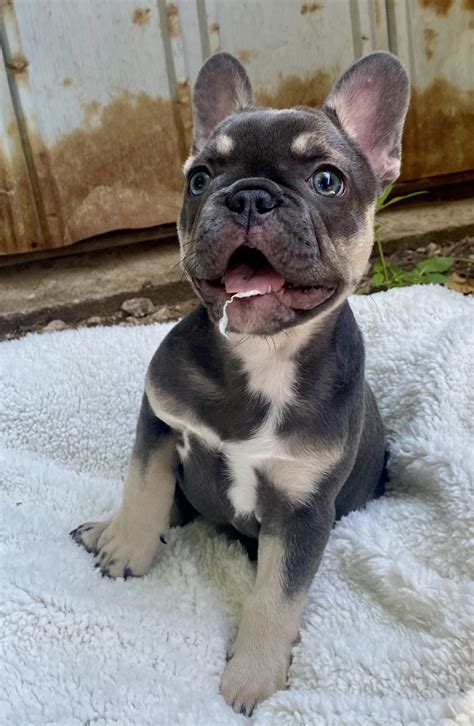  All of Our French Bulldogs have been tested as well as our puppies