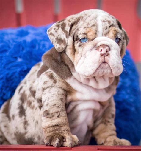  All of my English bulldog puppies for sale in Oklahoma have excellent bloodlines and come from a great breeding program