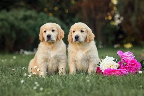  All of our Golden Retriever puppies and Vizsla puppies come with up to a three-year health guarantee against genetic hip, heart, and eye defects