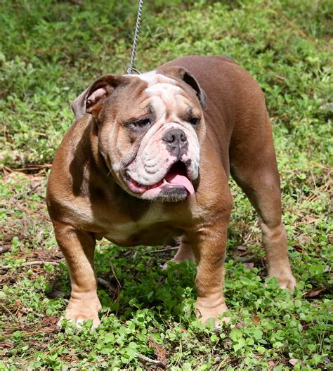  All of our Old English Bulldog puppies for sale are raised by and with our family and around our children in our home