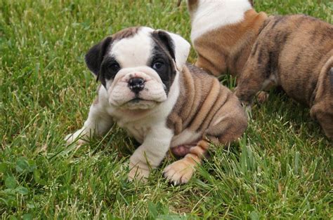  All of our bulldogs are cared for in loving foster homes until they are adopted by families who have been carefully screened