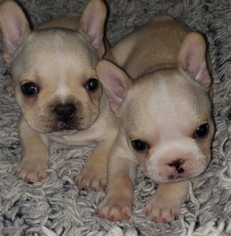  All of our frenchies come from the healthiest American and European Champion bloodlines and are all registered with the American Kennel Club AKC as are all puppies that leave our home