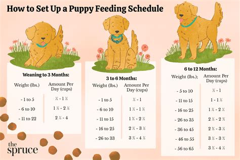 All of the notes and guidance are based on my own personal experience of raising puppies, with exception to the feeding schedule which is from the Canin dog food brand