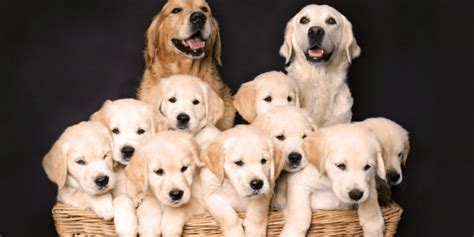  All of the puppies and their parents are healthy and happy
