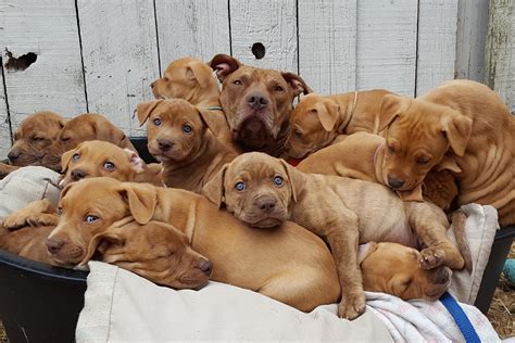  All of the puppies shown in the videos will have had their vet checks and will be available for adoption with the exception of a few that we may belatedly decide to hold back
