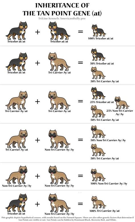  All of their lines originate from AKC registered purebreds, and each of their breeding dogs has been carefully chosen for their excellent health, genetics, and wonderful temperament