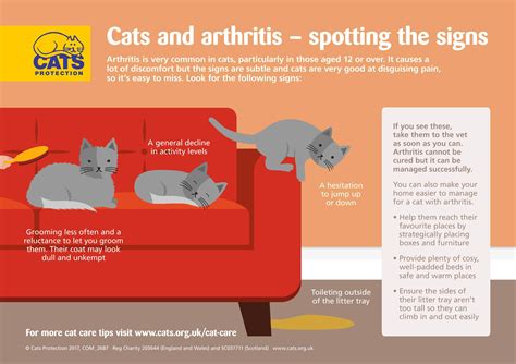 All of these can help reduce inflammation, which can help relieve the pain of arthritis in cats