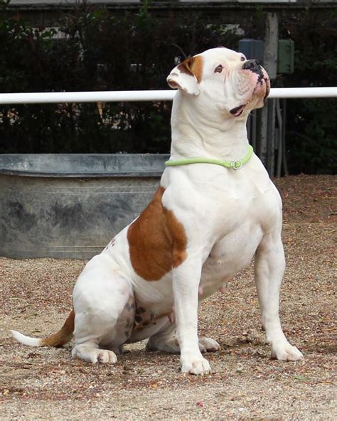  All our American Bulldogs are gentle family dogs we breed social family dogs, we don