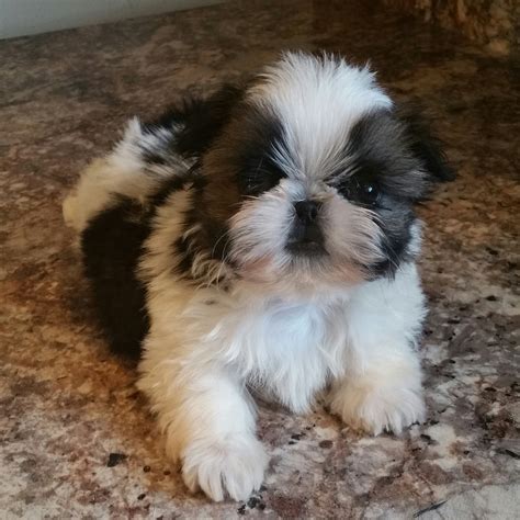  All our Shih Tzu are very healthy and good with children and other pets and will come with a Health certificate and 30 Days money-back Guarantee