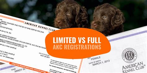  All our dogs are AKC registered