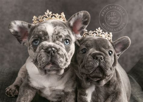  All our frenchies are genetically health tested and OFA certified for healthier puppies