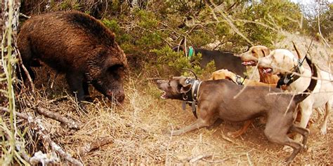  All over the world, they are used variously as "hog dogs" catching escaped hogs or hunting feral pigs , as cattle drovers, and as working or sport K-9s