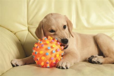  All puppies and dogs like to chew, so be sure to have a toy ready for your pup to chew