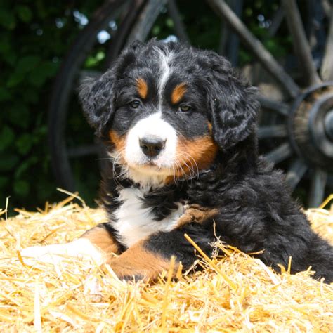  All the doodle moms are purebred Genetic Tested Bernese Mountain dog females
