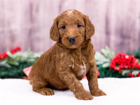  All the puppies available for sale at Central Illinois Doodles are carefully bred, undergo health testing, and are raised in a loving environment along with their dog parents on-site