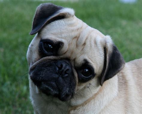  All the works of their Midwest pug rescue MN group are funded solely by donations
