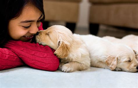  All their puppies get individual love and care, which makes them excellent in temperament and socialization