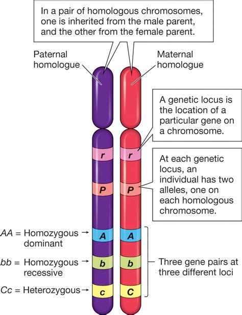  Alleles gene variants found on specific loci locations on a chromosome give instructions on how and where the pigments will be produced