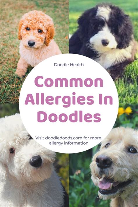  Allergies: Allergies are a common ailment in dogs, and the Goldendoodle is no exception