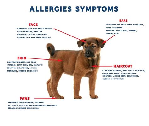  Allergies: Allergies are a common problem in dogs