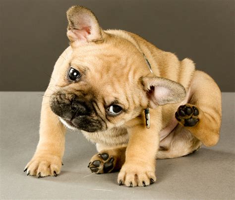  Allergies: French Bulldogs are prone to allergies which can cause inflammation in the airways, leading to wheezing